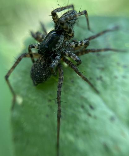 Pardosa sp.